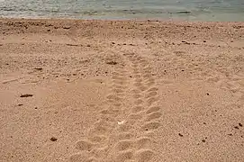 Sea turtle tracks on the west side of Halul Island