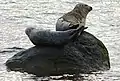 Seals at the south end of Lunderston Bay