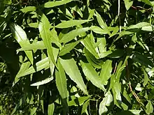 Close-up of foliage