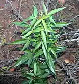 Sapling in the Waterberg, Limpopo