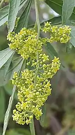 inflorescence