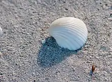 Seashell in the sand