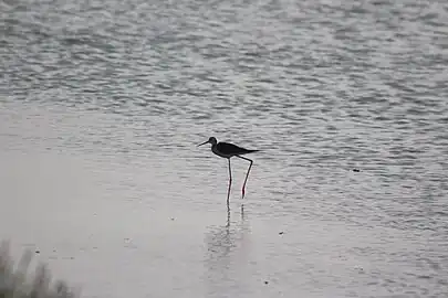 Black-winged stilt,Tunisia