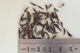 Seeds