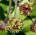 Close-up of two flower umbels