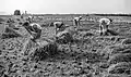 Harvesting rice in Alginet, Land of Valencia, 1953.