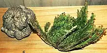 Resilience of Selaginella lepidophylla, the "resurrection plant."