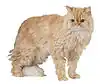 Selkirk Rex