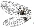 Wing diagrams