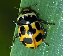 Yellow variant