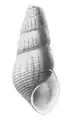 Drawing of an apertural view of a shell of Semisulcospira libertina.