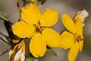 Close-up of flower