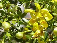 Shrubby Senna (Senna wislizeni - formerly Cassia)