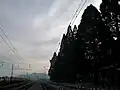 Sequoias on Pirdop railway platform