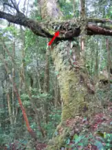 picture of mossy tree with red arrow pointing towards a branch