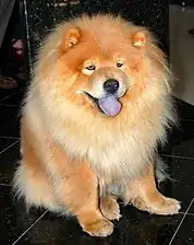 Purple-black tongue in a female Chow Chow puppy