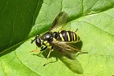 Sericomyia chrysotoxoides female