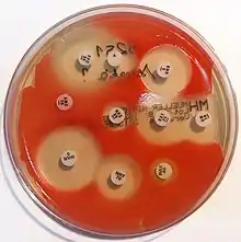 An antibiogram of Serratia marcescens. Each disk is labelled with the antibiotic it contains (e.g. AMC30, 30µg amoxicillin/clavulanic acid)