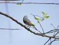 Back view of myrtle warbler showing yellow crest and rump. Medford, Massachusetts, United States.