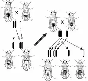 Image 6Thomas Hunt Morgan discovered sex linked inheritance of the white eyed mutation in the fruit fly Drosophila in 1910, implying the gene was on the sex chromosome. (from History of genetics)