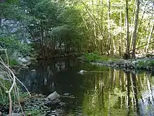 Riparian zone habitat.