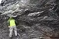 Shale matrix mélange of the Franciscan Complex at Marshall's Beach, San Francisco, California. Sandstone blocks (light grey) contain white mineral veins. Dark grey shale matrix displays strongly foliated anastomosing scaly fabric. Geologist John Wakabayashi for scale.