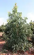 An unpruned Maluma tree. Notice the upright growth and central leader tendency.