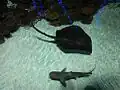 Blacktip Reef with stingrays and Blacktip reef sharks