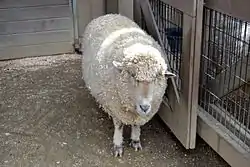 Sheep in the animal barn