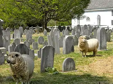 Sheep trim the grass in the graveyard