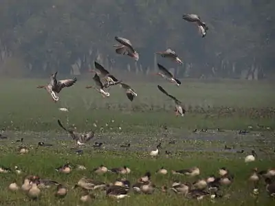 Graylag goose