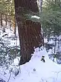 A glove is shown at the base of an old Eastern White Pine for size comparison.