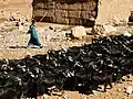 Shepherd in the Dades Gorge