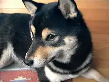 A black and tan Shiba Inu with urajiro