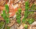 A specimen from North Carolina