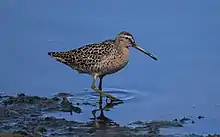 A shorebird with a long bill walks in shallow water on a mudflat.