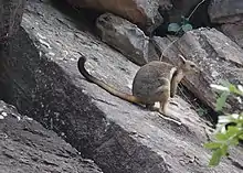 Gray wallaby