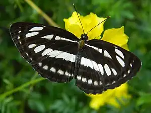 Dorsal view