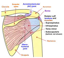 Human shoulder joint, back view