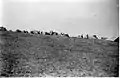 Yiftach Brigade camp at Shoval. 1948