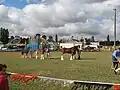 Judging of some Clydesdales on the Saturday.