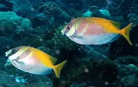 S. virgatus has dots and stripes in the upper half of the body, and the base of the yellow dorsal radiuis