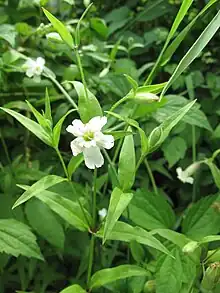 Small white flower with five bi-lobed petals