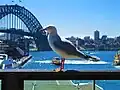 At Circular Quay railway station, Sydney