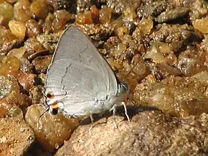 Ventral view