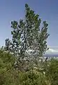 A Silvertree growing on the slopes of Silwerboomkloof.