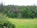 A Scots Pine section of Silverwood seen from the farm entrance.