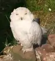 Snowy owl