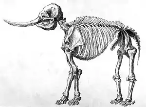 Image 5Drawing of a mastodon skeleton by Rembrandt Peale (from History of Wisconsin)