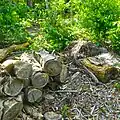 Fallen trees are cut and left to rot to provide topsoil for new plants